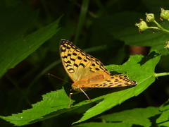 Argynnis vorax
