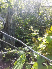 Neotoma fuscipes annectens