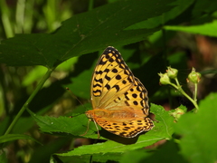 Argynnis vorax