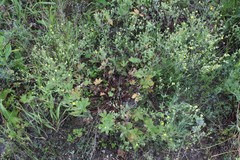 Potentilla gordiaginii