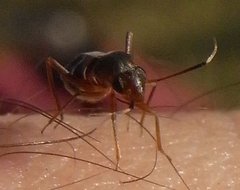 Pilophorus perplexus