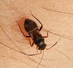 Pilophorus perplexus