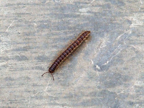 Greenhouse millipede