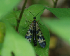 Panorpa coreana