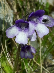 Pinguicula