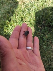 Protaetia morio