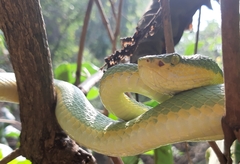 Craspedocephalus gramineus