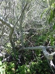 Neotoma fuscipes annectens