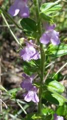 Sairocarpus vexillocalyculatus breweri