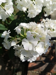 Phlox