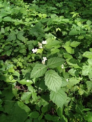 Rubus caesius