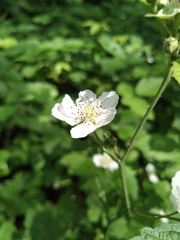 Rubus caesius