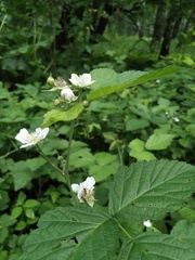 Rubus caesius