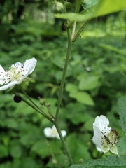 Rubus caesius