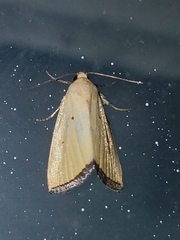 Marimatha nigrofimbria