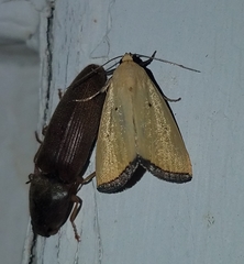 Marimatha nigrofimbria