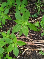 Impatiens parviflora