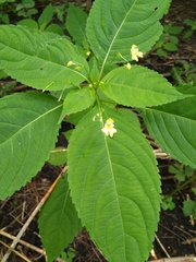Impatiens parviflora