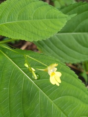 Impatiens parviflora