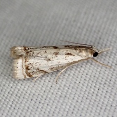 Microcrambus kimballi