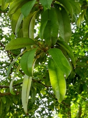 Manilkara zapota