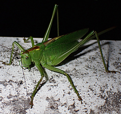 Tettigonia orientalis
