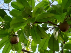 Manilkara zapota