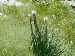 Asphodelus albus