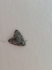 Meganola strigula