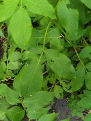 Sambucus racemosa