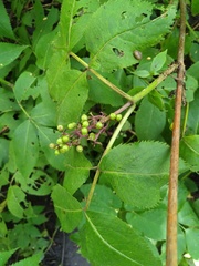Sambucus racemosa