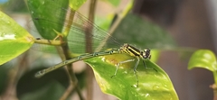 Coenagrion puella