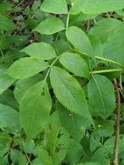 Sambucus racemosa