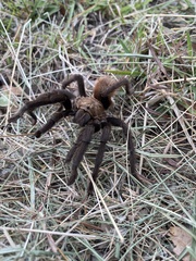 Aphonopelma anax