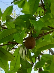 Manilkara zapota