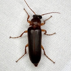 Selonodon