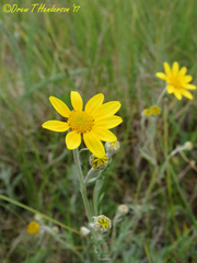 Eriophyllum lanatum integrifolium