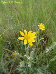 Eriophyllum lanatum integrifolium