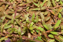 Bonnaya