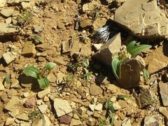 Colchicum cuspidatum
