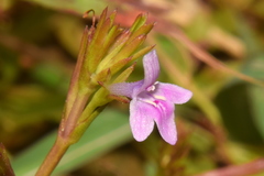 Bonnaya