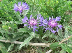 Centaurea fuscomarginata
