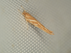 Pyroderces argyrogrammos