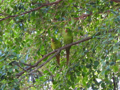 Psittacara leucophthalmus