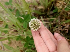 Trifolium repens