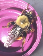 Laphria fernaldi