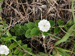 Evolvulus prostratus