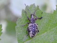 Otiorhynchus lepidopterus