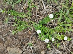 Evolvulus prostratus