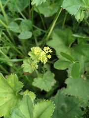 Alchemilla